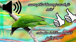 suara  MP3 ijo mini paling ampuh, suara pikat burung cucak ijo mp3