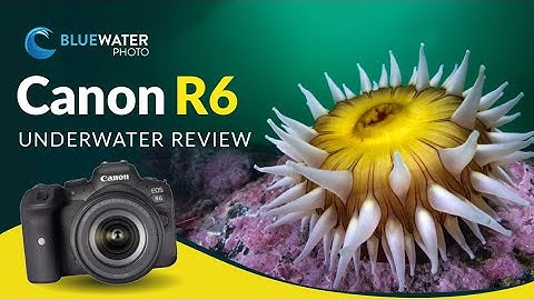 Canon EOS R6 Underwater Photo and Video Review // Best Value Full Frame Underwater Camera!