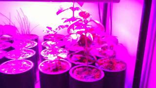 I have 8 Sunshine Systems GlowPanel 45 LED grow lights (link below) on this rack, 2 per shelf. I