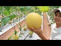 Melon Harvesting - Nature House