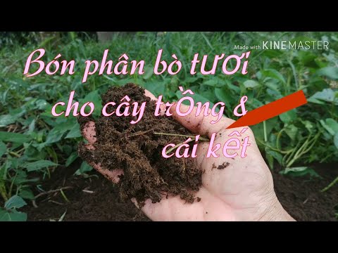 Video: Tại sao người nông dân lại dùng phân bò để bón cho cây trồng?