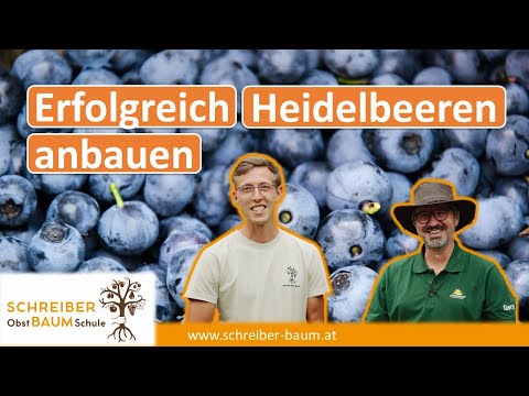 Video: Gemeine Heidelbeere: Anbau-, Pflanz- und Pflegemerkmale