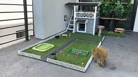 Cat and Dog TV : Video For Cats and Dogs - Richard...