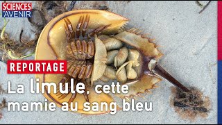 La limule, cette mamie au sang bleu