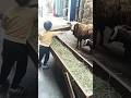 Ш Щ Ш Ш Ш Щ ЩЃ Щ Ш Ш Ш рџ 🥠🥵 Voiceeffects Weather Funny Freefire Shorts Kids New Trending Trend Youtubeshorts Ш Щ Ш Ш Ш Щ ЩЃ Щ Ш Ш Ш рџ 🥠🥵 Voiceeffects Weather Funny Freefire Shorts Kids New Trending Trend Youtubeshorts