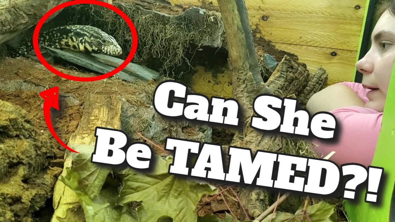 How To Socialize Your TEGU! | My 5 \