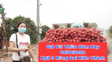 Giá Vải Thiều Lục Ngạn Hôm Nay 08/06/2021 Thời Tiết Mưa Gió Vẫn Sôi Động Ngã Ba Rừng Gai Kiên Thành