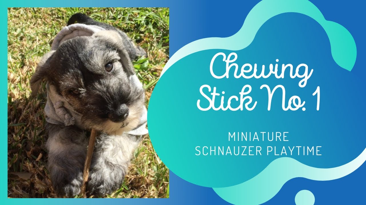 miniature schnauzer biting