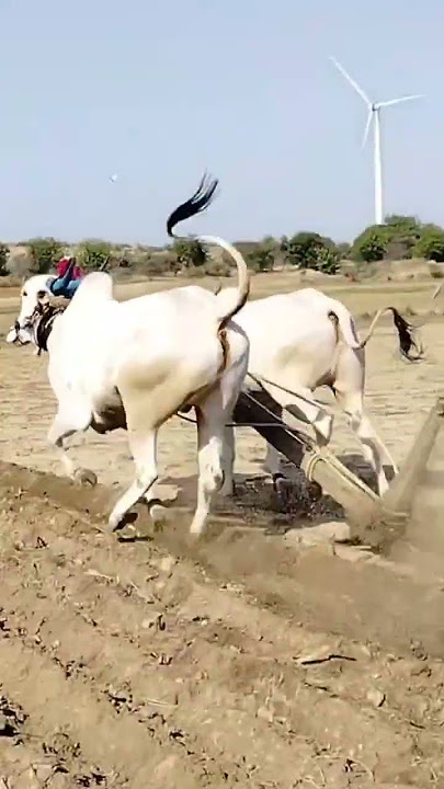 palledoddi Harikrishna bulls స్పీడ్ కు ఎద్దులను పట్టుకోలేక కింద పడిపోయిన మనిషి