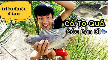 Đi Câu Cá Rô Phi Và Thưởng Thức Món Cá Rô Phi Nướng Chấm Muối Ớt Chanh 🤤