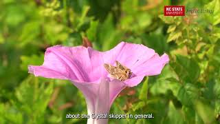 Ecology in Action: studying the Crystal skipper butterfly