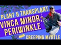 How to Plant &amp; Transplant Vinca Minor, Periwinkle aka Creeping Myrtle Ground Cover