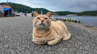 A brown tabby cat was sleeping on the road, and when I stroked it, it came and sat on my lap.