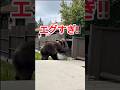 一瞬で家を破壊する熊が恐ろしすぎた #動物 #熊#