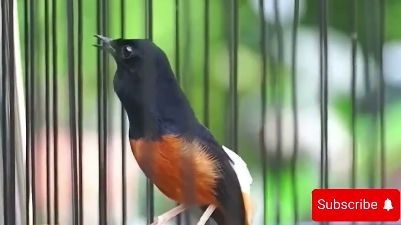 Chòe lửa hót|chòe lửa luyện giọng, kích bổi hót đấu căng lửa