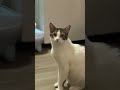 Perfection #cat #cats #fypシ゚viral #catsofsocialmedia #trending #kitten #youtubeshorts