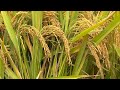 Le riz hybride de troisime gnration atteint un rendement lev
