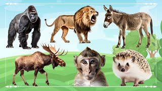 Cute Baby Monkeys: Gorilla, Lion, Donkey, Moose, Monkey & Hedgehog  Animal Moments