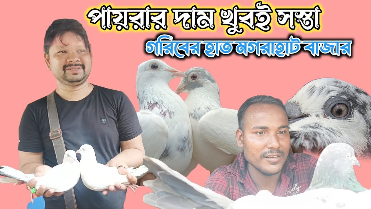 28/9/2025 magrahat bazar pigeon top quality sale. Kaldoma, Bangla. 