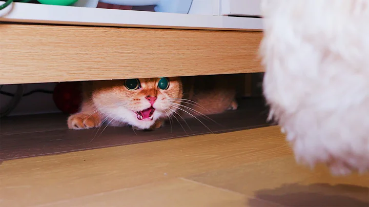 Video 10395201: meet munchkin cat, cat first meeting, cat meets dog