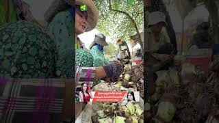 ប្លែកមែន​ ដាំត្រួយបានដុះ​ ខ្លួនជាមនុស្សស្រីតែធ្វេីបានគ្រប់មុខ