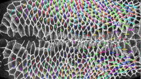 Quantitative gastrulation
