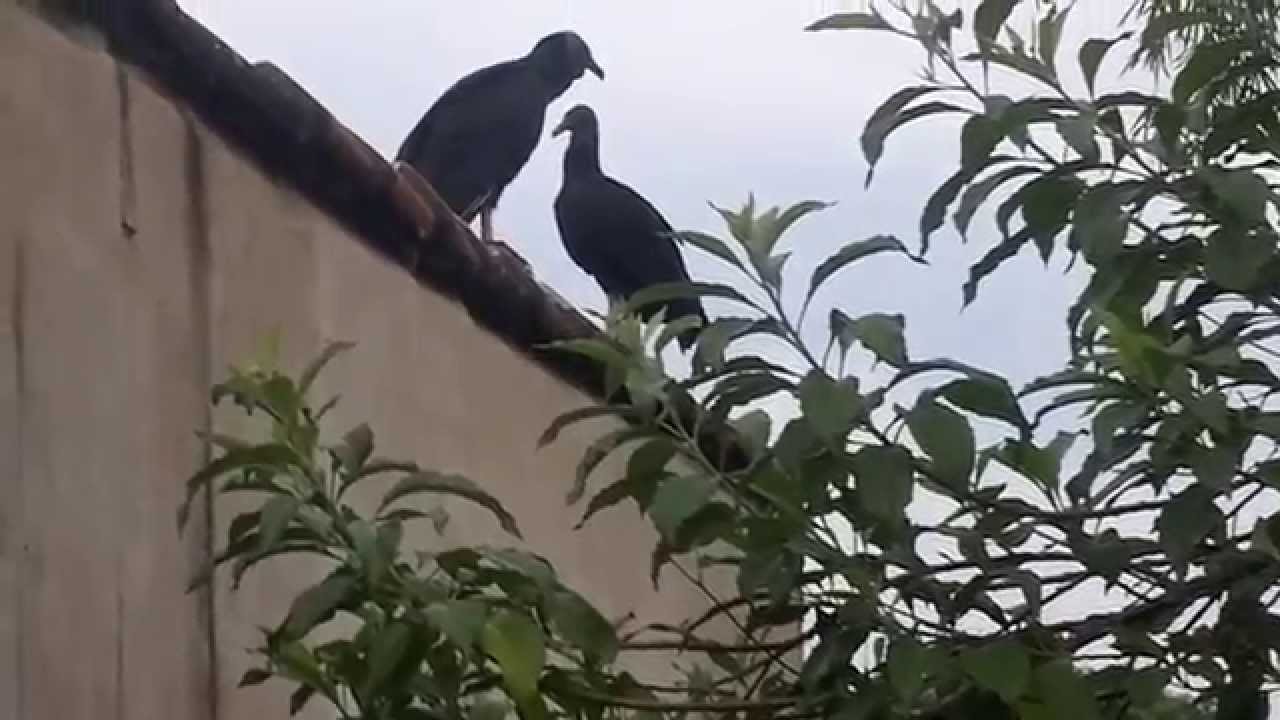 Em casa de vascaino, urubu é franga.