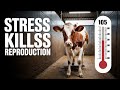 Why Your Farm Animals Aren’t Breeding? Stress Might Be the Culprit!