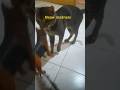 play treats. #cute #animallife #cat #pets #shorts #ytshorts #shortsfeed