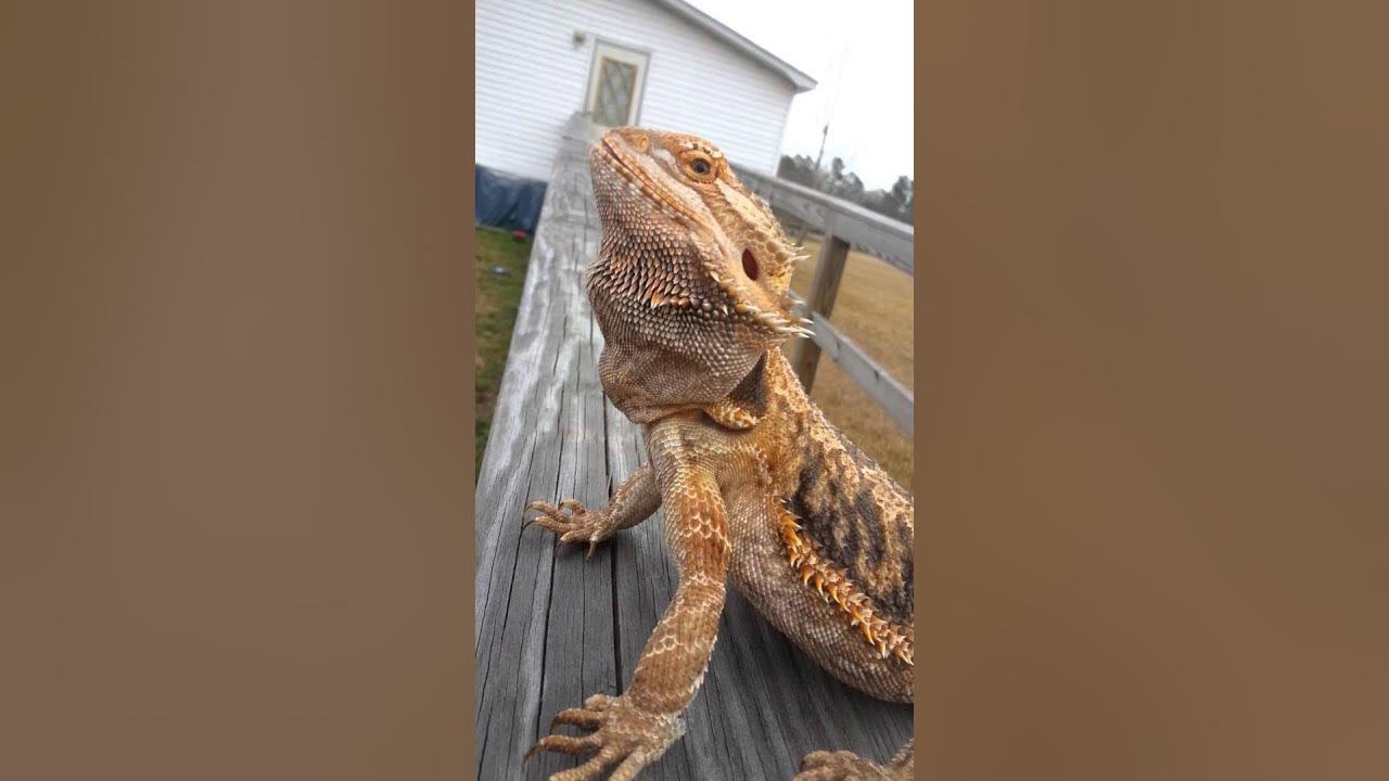 Beardie (Tank) Outside! YouTube