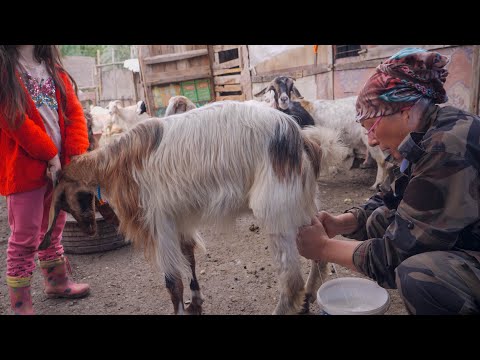 Keçi Sütü ve Kadın girişimci