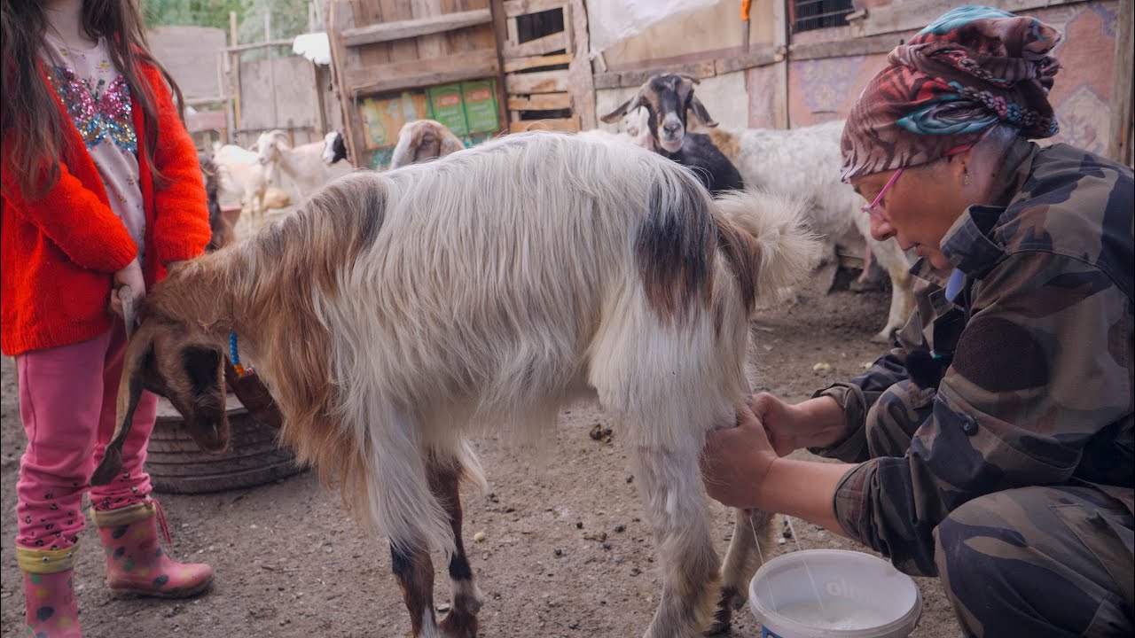 Keçi Sütü ve Kadın girişimci