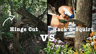 How to Avoid Common Mistakes On Whitetail Habitat: Hinge Cutting Vs. Hack & Squirt