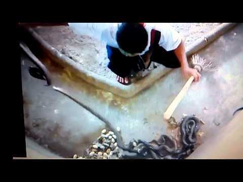 Videó: Hogyan Védekezhet A Kígyóktól