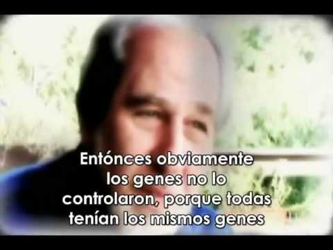 Evolucin espontnea-Bruce Lipton