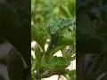 #வயலட் செவ்வந்தி செடியின் #வளர்ச்சியை பாருங்க!#violet chrysanthemum plant update#shorts
