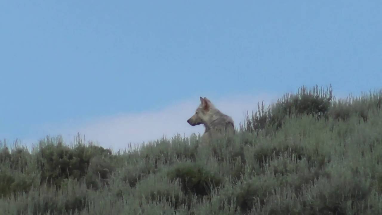 ultra marathon Wapiti Lake Alpha Female leaving carcass