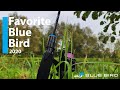 ОГЛЯД НОВОГО Favorite Blue Bird 2020, порівняння з Favorite Blue Bird 2016