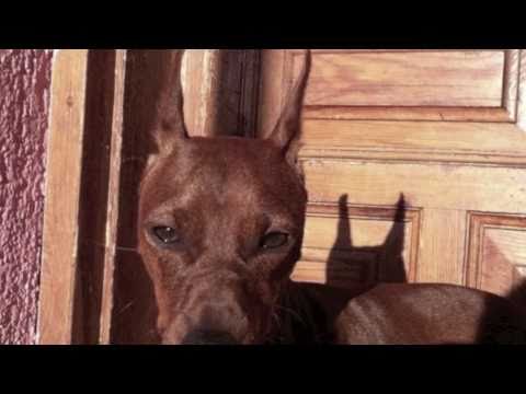 Bat Pinscher Super Jara!!!