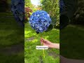 Our Favourite Summer Stems - Bloom & Wild