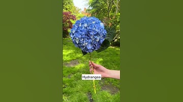 Our Favourite Summer Stems - Bloom & Wild