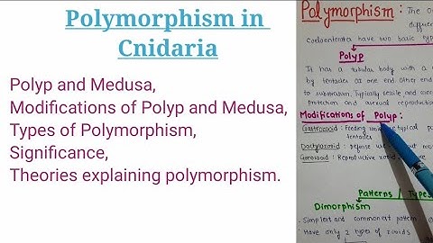 Polymorphism in Cnidaria with theories