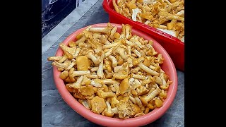 видео: 🍄ГРИБЫ на ЗИМУ ❗ Маринованные ЛИСИЧКИ без Стерилизации 📌Заморозка Лисичек 💯 Сушим Лисички Правильно👌 картинка: 🍄ГРИБЫ на ЗИМУ ❗ Маринованные ЛИСИЧКИ без Стерилизации 📌Заморозка Лисичек 💯 Сушим Лисички Правильно👌