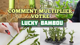 Comment faire pousser un bambou de la chance: 12 étapes