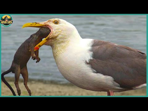 Video: Quanto sono alti gli skua?