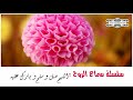 مديح نبوي يفرح بحبيب القلوب صلى الله عليه و سلم اللهم صل و سلم و بارك عليه 