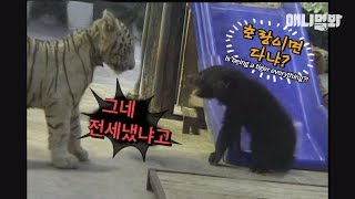 놀이터에서 흔히 볼 수 있는 광경 ㅣ Baby Bear VS Baby Tiger, Who'll Be The Winner? 놀이터에서 흔히 볼 수 있는 광경 ㅣ Baby Bear VS Baby Tiger, Who'll Be The Winner?