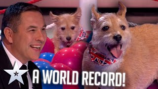 cute dog sets a new world record live shows bgt series 9