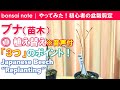 【苗木から作る】ブナ盆栽①植え替え3つのポイント※音声付｜Japanese Beech “Replanting”／bonsai