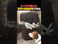 カメラが捉えた世界の動物映像TOP5